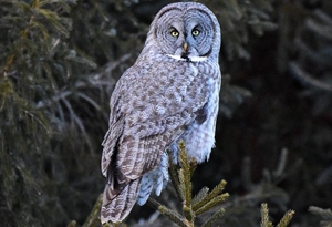 Ууль (Угалзан ууль)